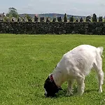 Sunnyside Farm Grange-over-Sands